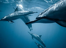 战队领袖离开LOUD